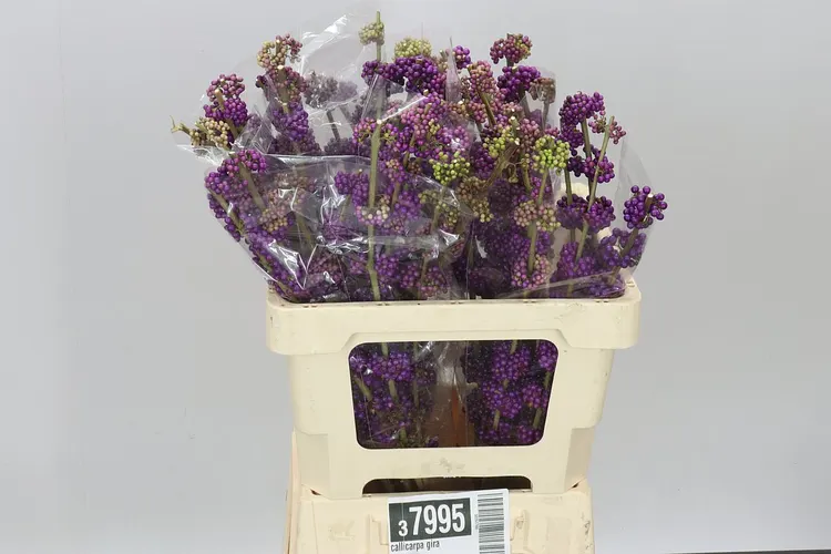 Callicarpa Gira 60 cm
