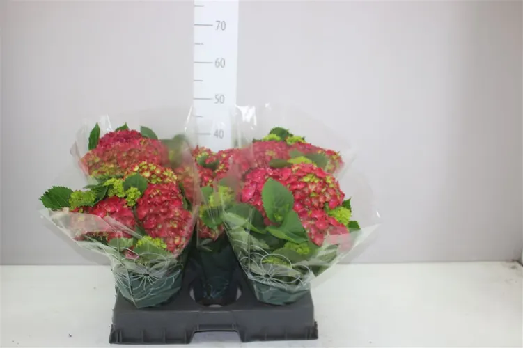Hortenzia črepníková Hi Fire Red 7+ črepník 14 cm
