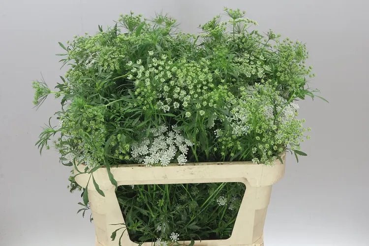 Ammi Majus Graceland A2 80 cm