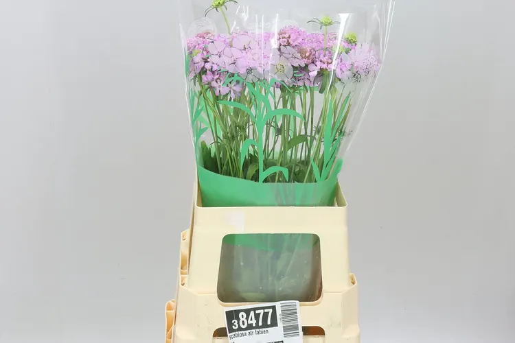 Scabiosa Atr Fabienne 70 cm