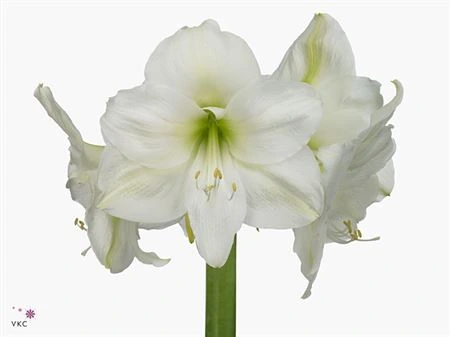 Amarylis Mont Blanc 80 cm