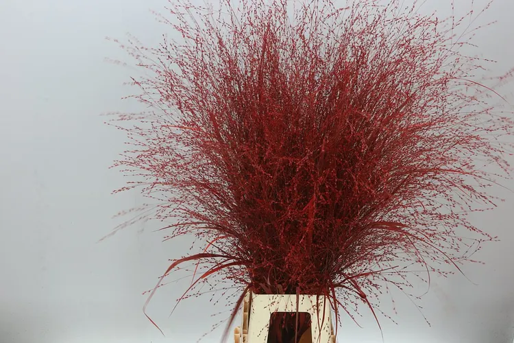 Panicum Painted Red 95 cm