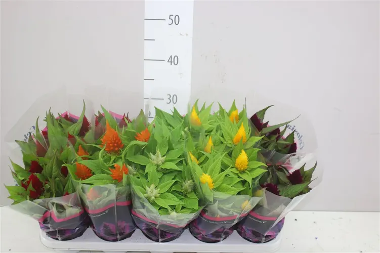 Celosia Pl Lumos Gemengd črepník 12 cm
