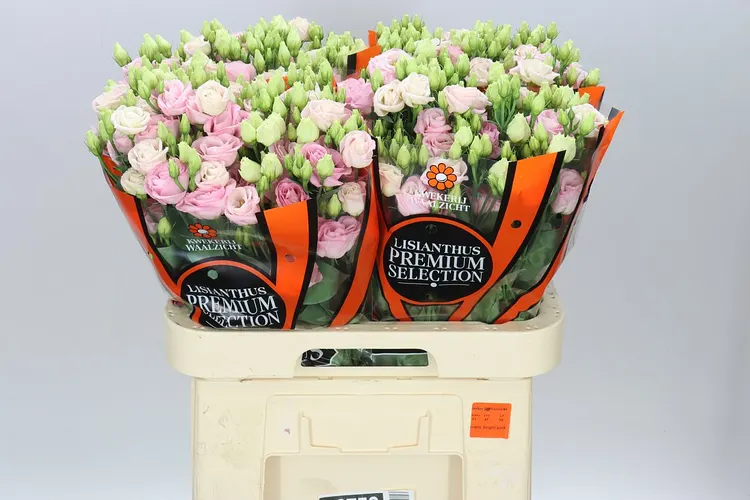 Eust Du Rosita Bright Pink Waalzicht 72 cm