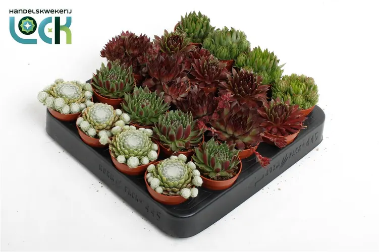 Sempervivum Mix črepník 5,5 cm