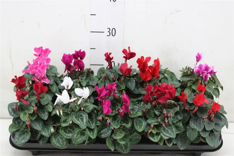 Cyclamen Kl Mix črepník 10 cm