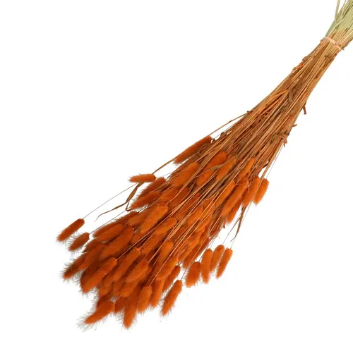 Sušený kvet Lagurus 65 cm