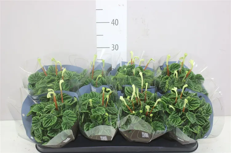 Peperomia Cap Lilian črepník 12 cm