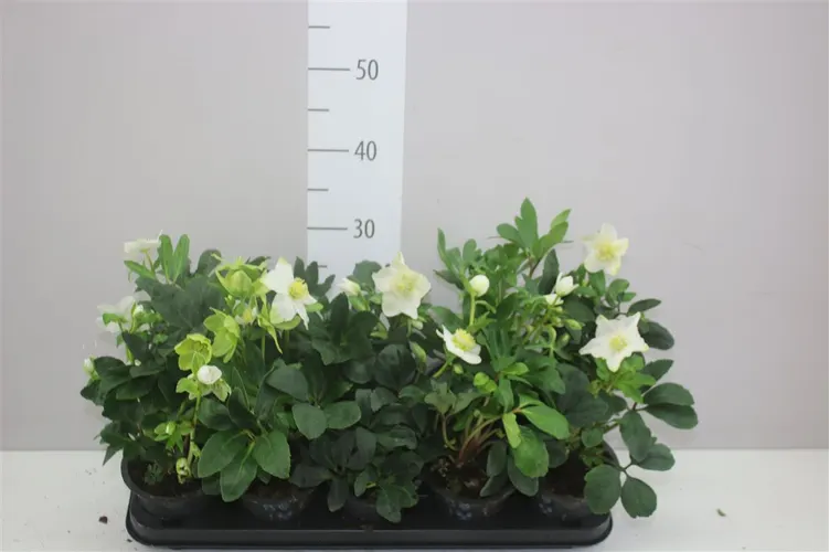 Helleborus N Happy Day 7+ črepník 12 cm