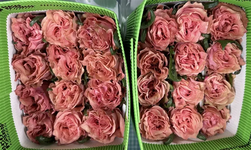 Rosa Gr Ec Ladies Crown 70 cm
