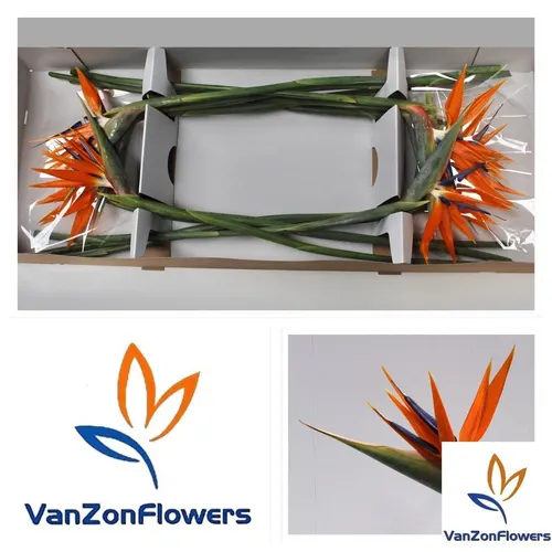Strelitzia 80 cm