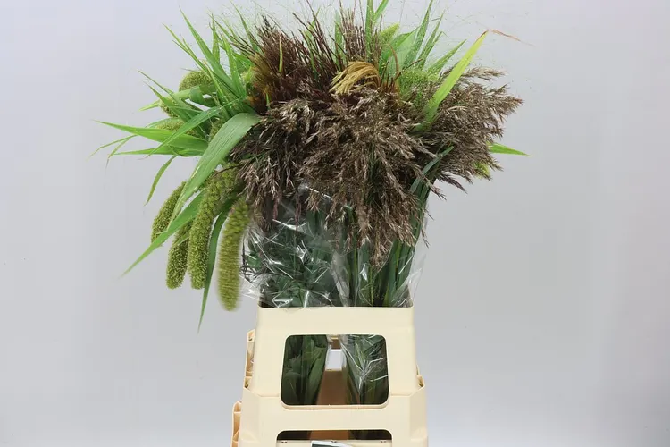 Siergras Gemengd 70 cm