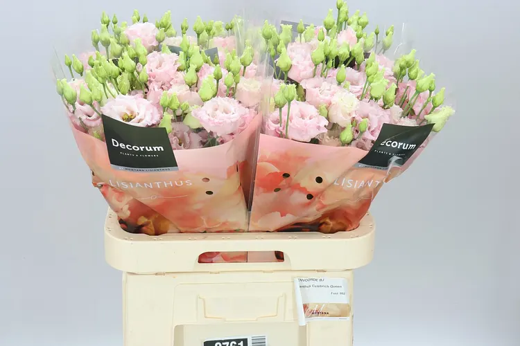 Eust Du Celeb Queen 70 cm