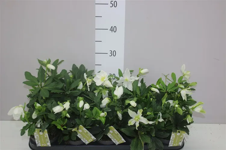 Helleborus Ni Advent Star 6+ črepník 12 cm