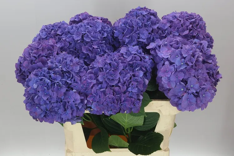 Hyd Rodeo Purple 80 cm