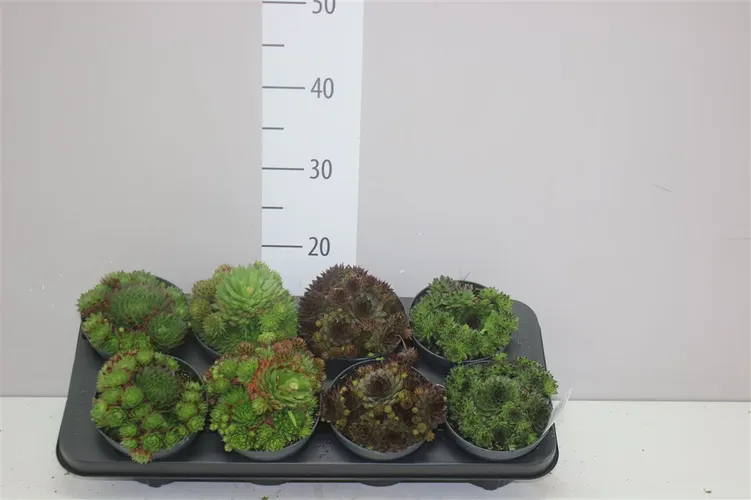 Sempervivum mix črepník 13 cm