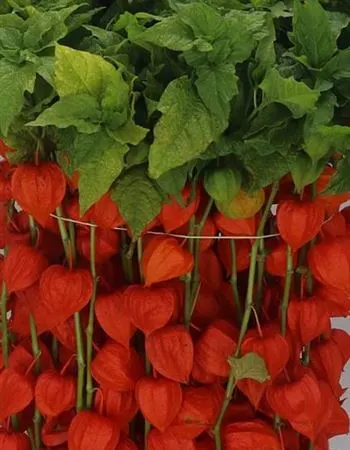 Physalis Orange 90 cm