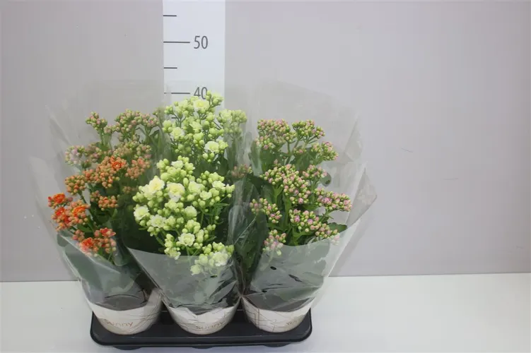 Kalanchoe Sunny Gemengd črepník 14 cm