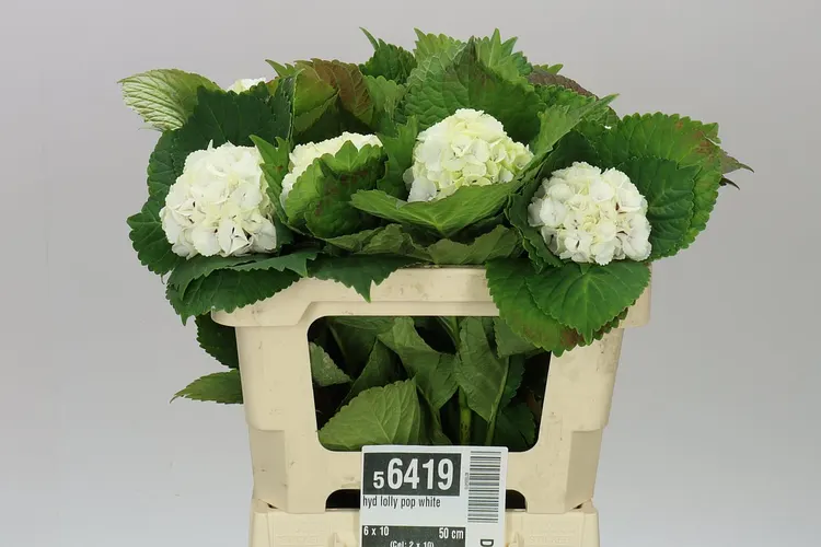 Hortenzia Lolly Pop White 50 cm