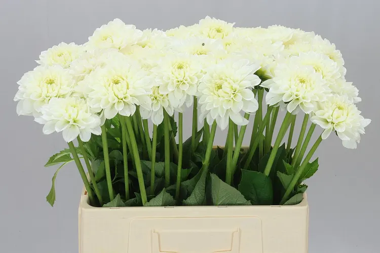 Dahlia White Love 60 cm