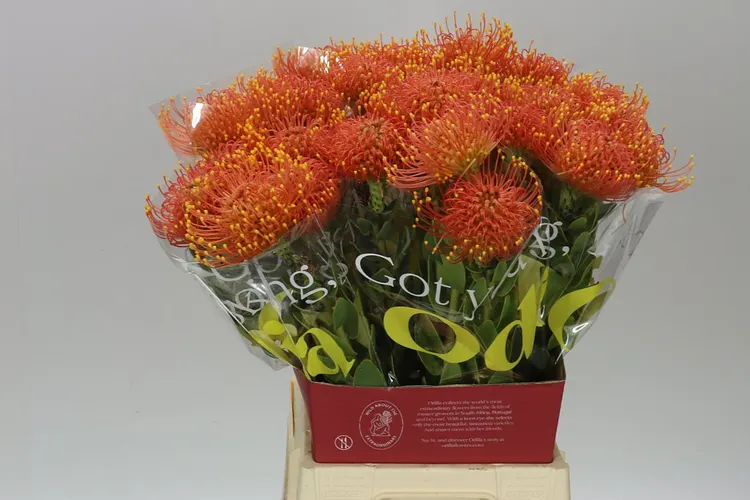 Leucospermum Gold Dust 50 cm