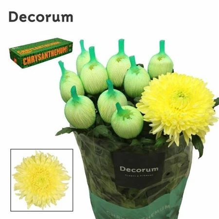 Chryzantéma veľkokvetá Magnum Yellow 70 cm