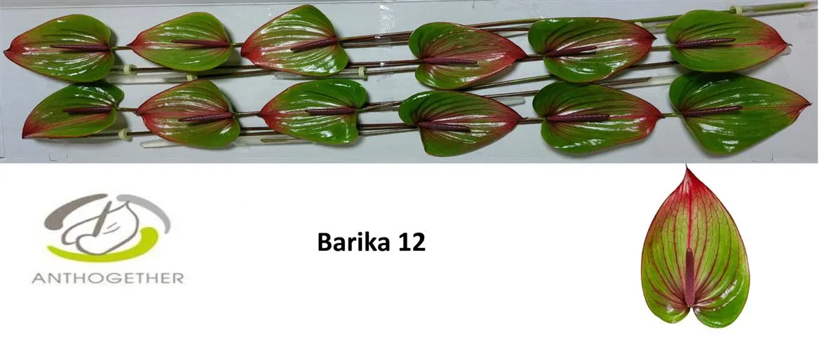 Anth Barika