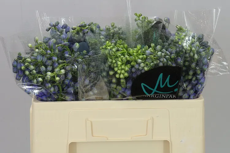 Stračonôžka Elatum Guardian Blue 50 cm