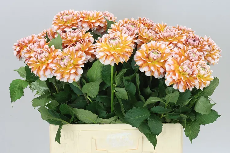 Dahlia Tangerine Dream 50 cm