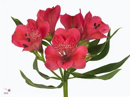 Alstro Rome Xl 75 cm