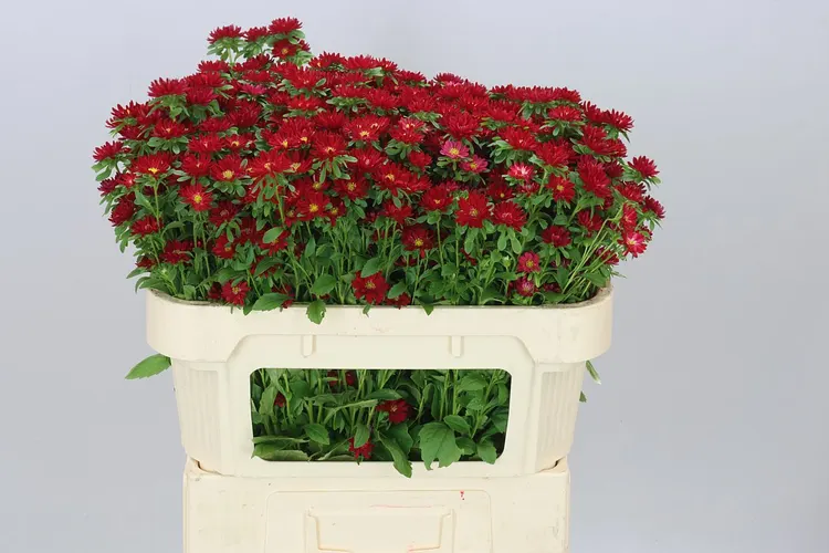 Callis Seren Carmine 70 cm
