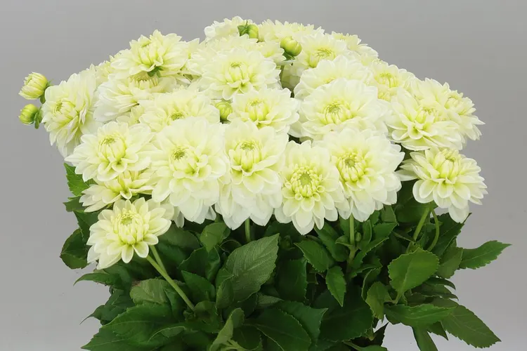 Dahlia Polar Ice 55 cm