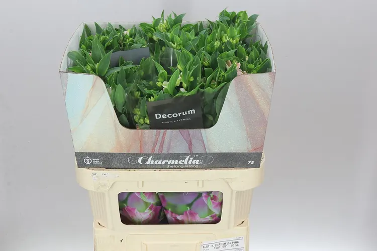 Alstro Charm Pink 75 cm