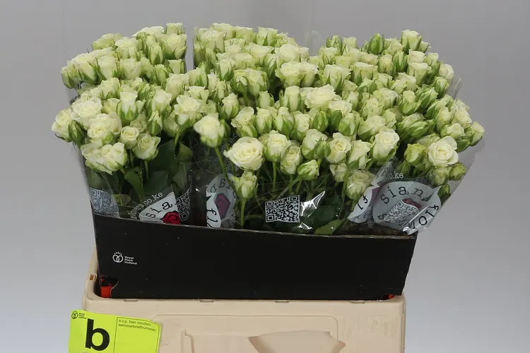 Rosa Tr Snow Flake Imp A2 60 cm