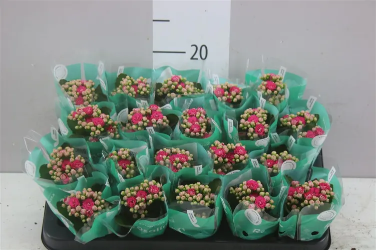 Kalanchoe Rosalina Roze črepník 6 cm