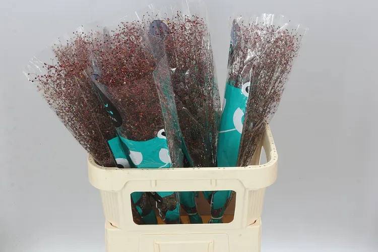 Talin Pan Long John 80 cm