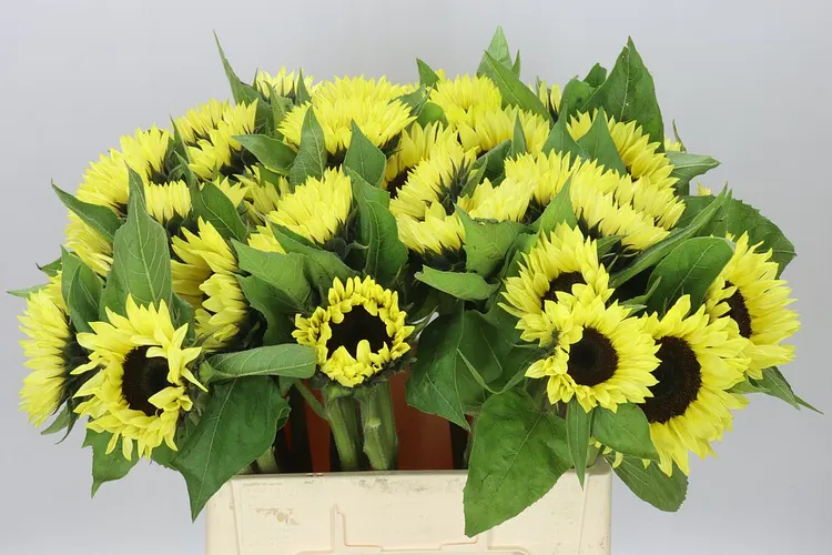 Slnečnica Sunrich Light 60 cm