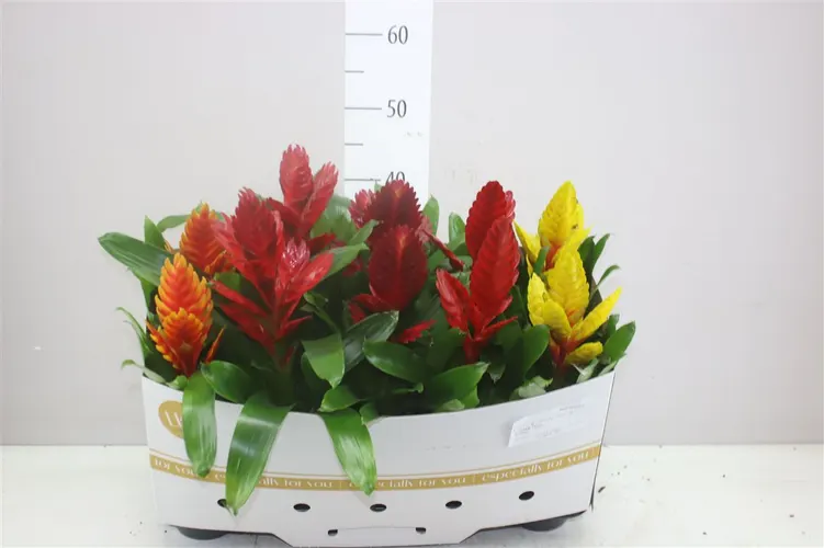 Vriesea Gemengd črepník 12 cm
