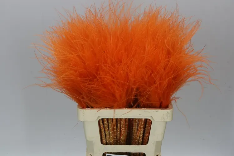 Stypha Orange 60 cm