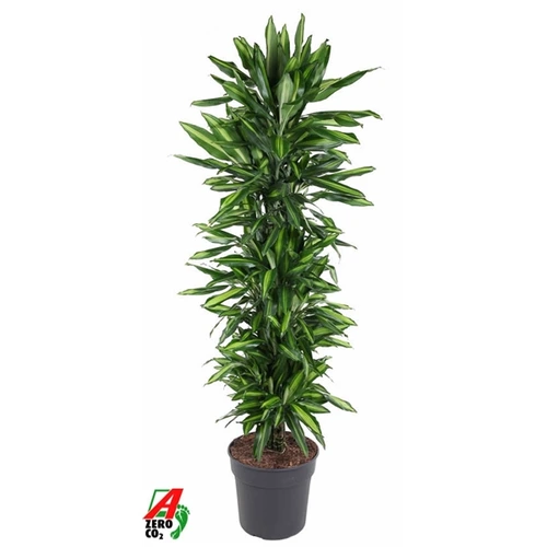 Dracéna Cintho rozvetvená črepník 34 cm