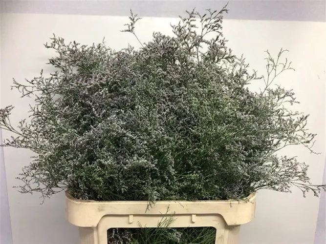 Limónium Beltlaard 90 cm