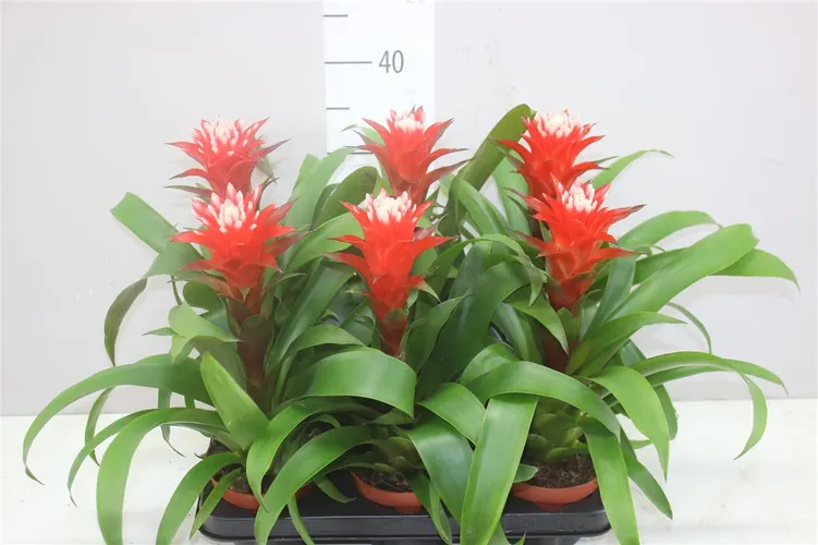 Guzmania Hope črepník 12 cm