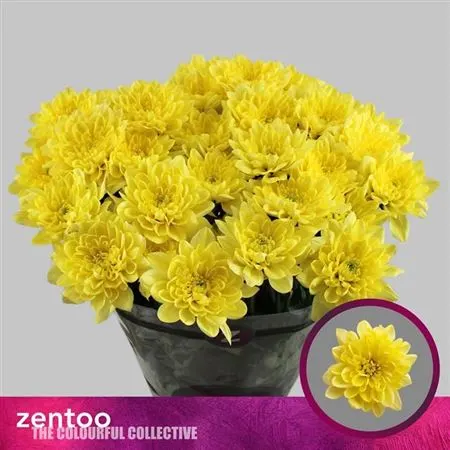Chr T Altay Yellow 70 cm