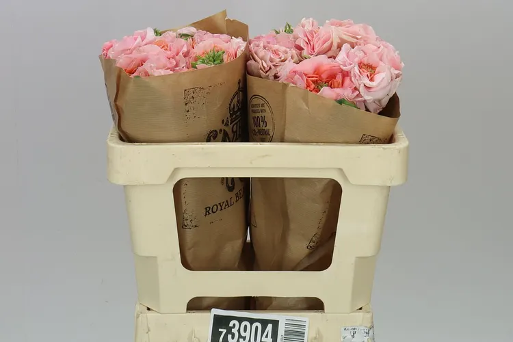 Rosa Gar Magic Affairs! 50 cm