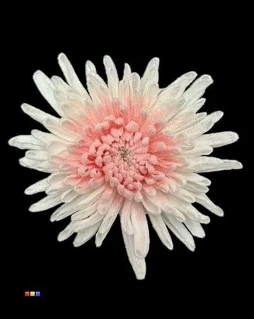 Chr G Marshmallow Light Pink 70 cm