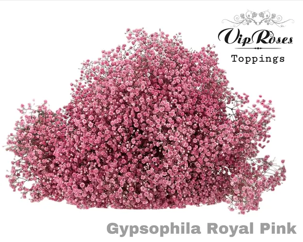 Gyps Pa Royal Pink 80 cm