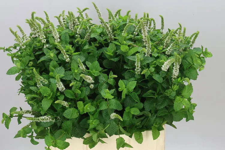 Mentha White Juliet 70 cm