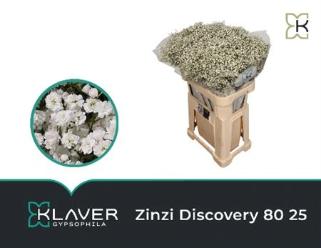 Gypsofila Discovery 75 cm
