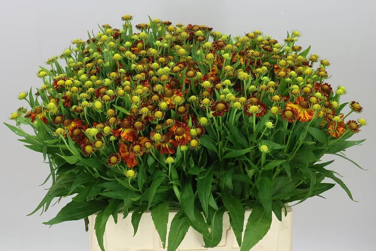 Helenium Autumn Fire 60 cm