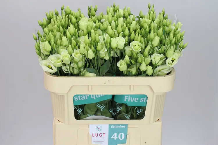 Eust Du Rosita Green 72 cm